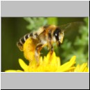 Dasypoda hirtipes - Hosenbiene x w11 - Sandgrube Heidesee OS-Bad Laer.jpg